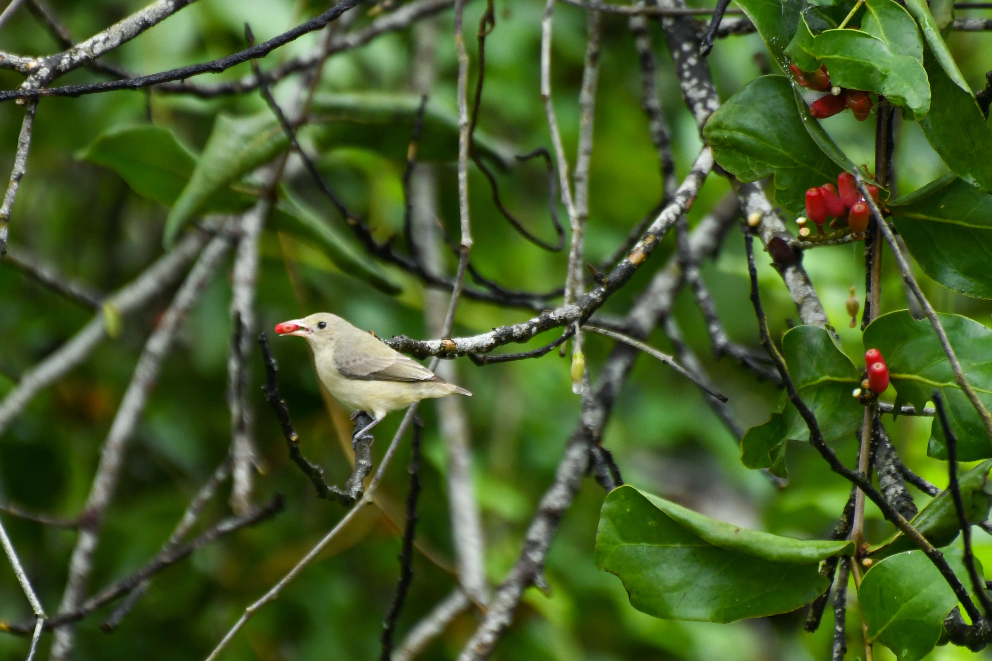 Plancia ëd Dicaeum erythrorhynchos (Latham 1790)