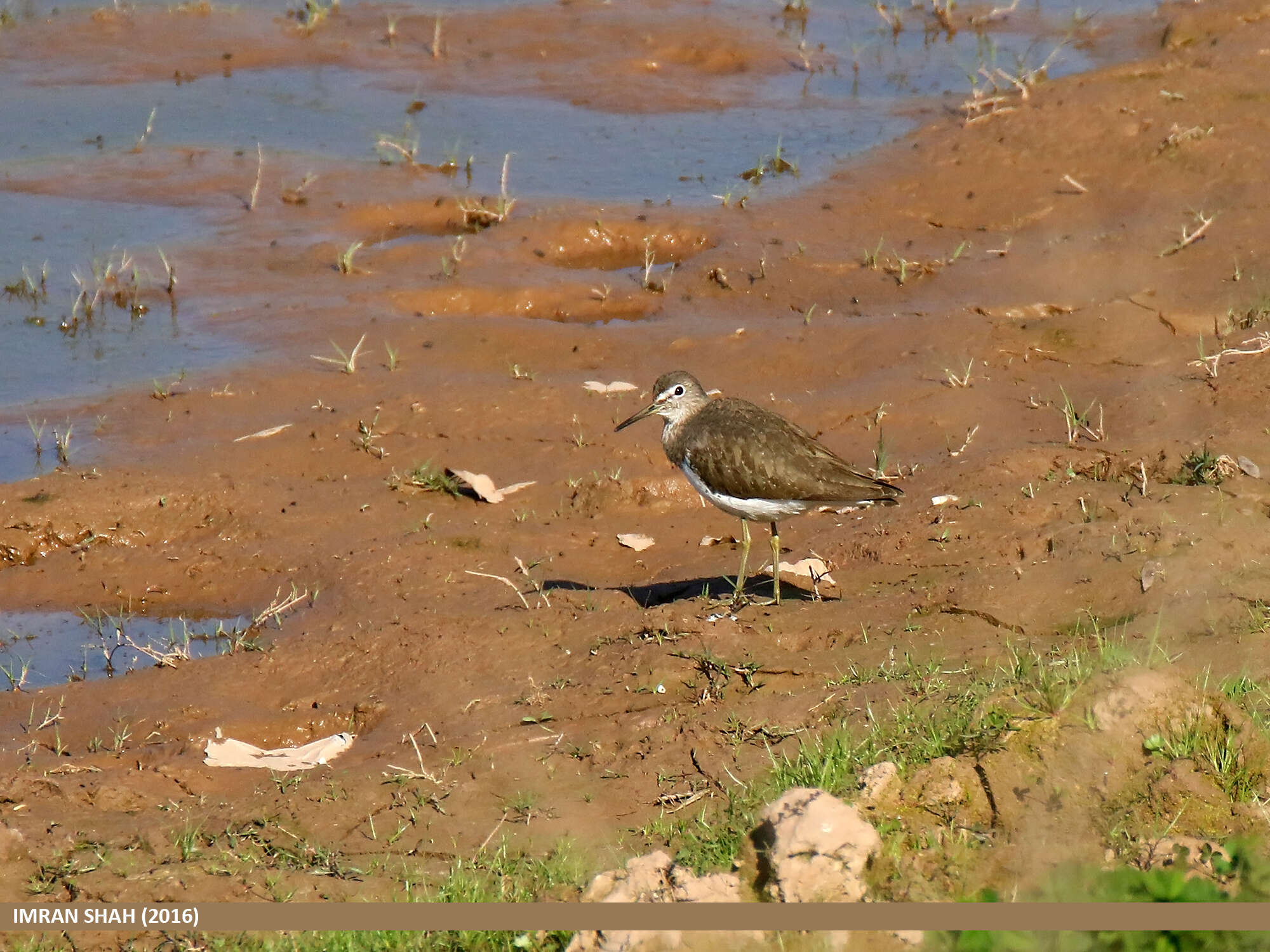 Image of Green Sandpiper