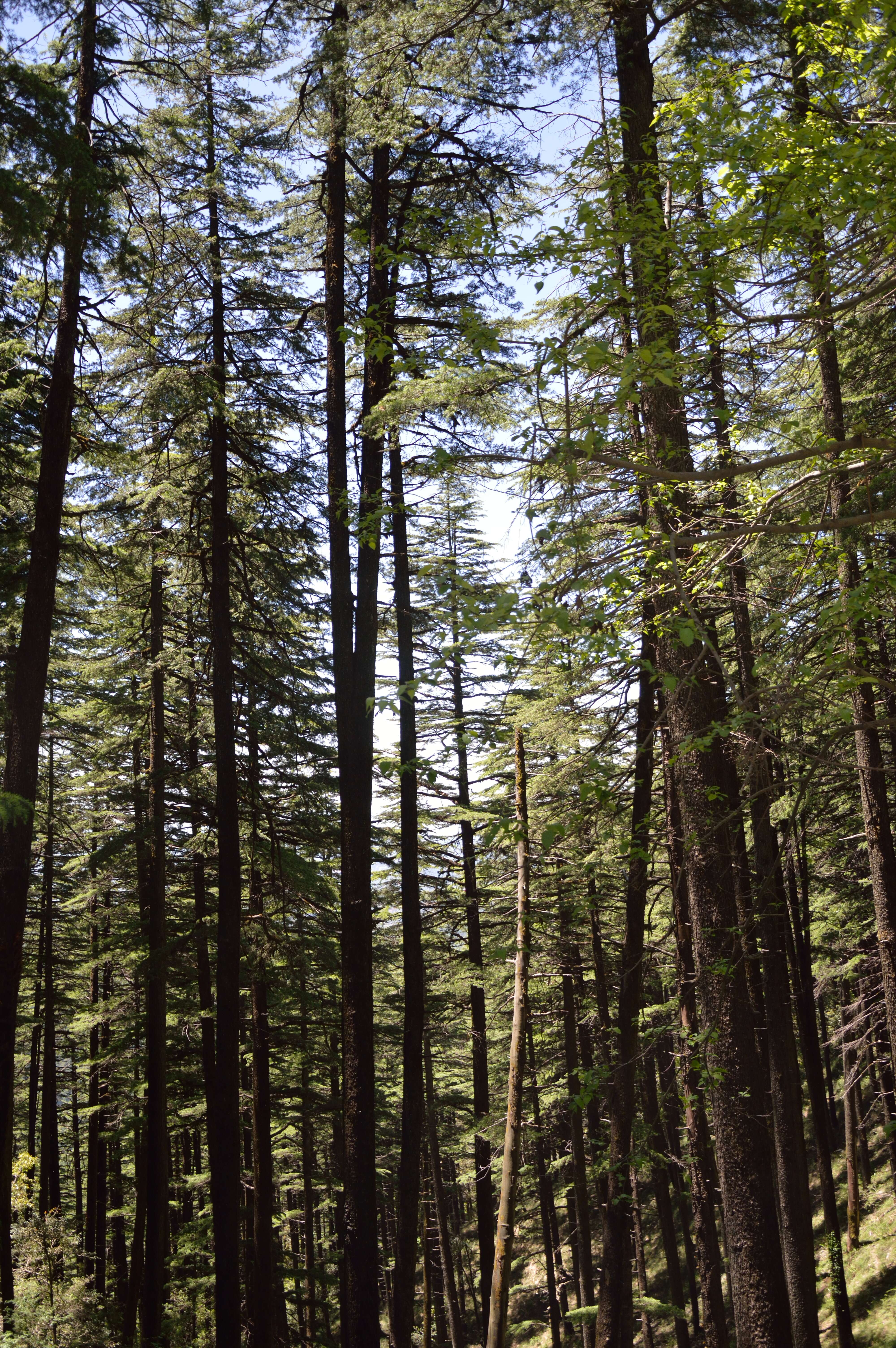 Image of Deodar cedar