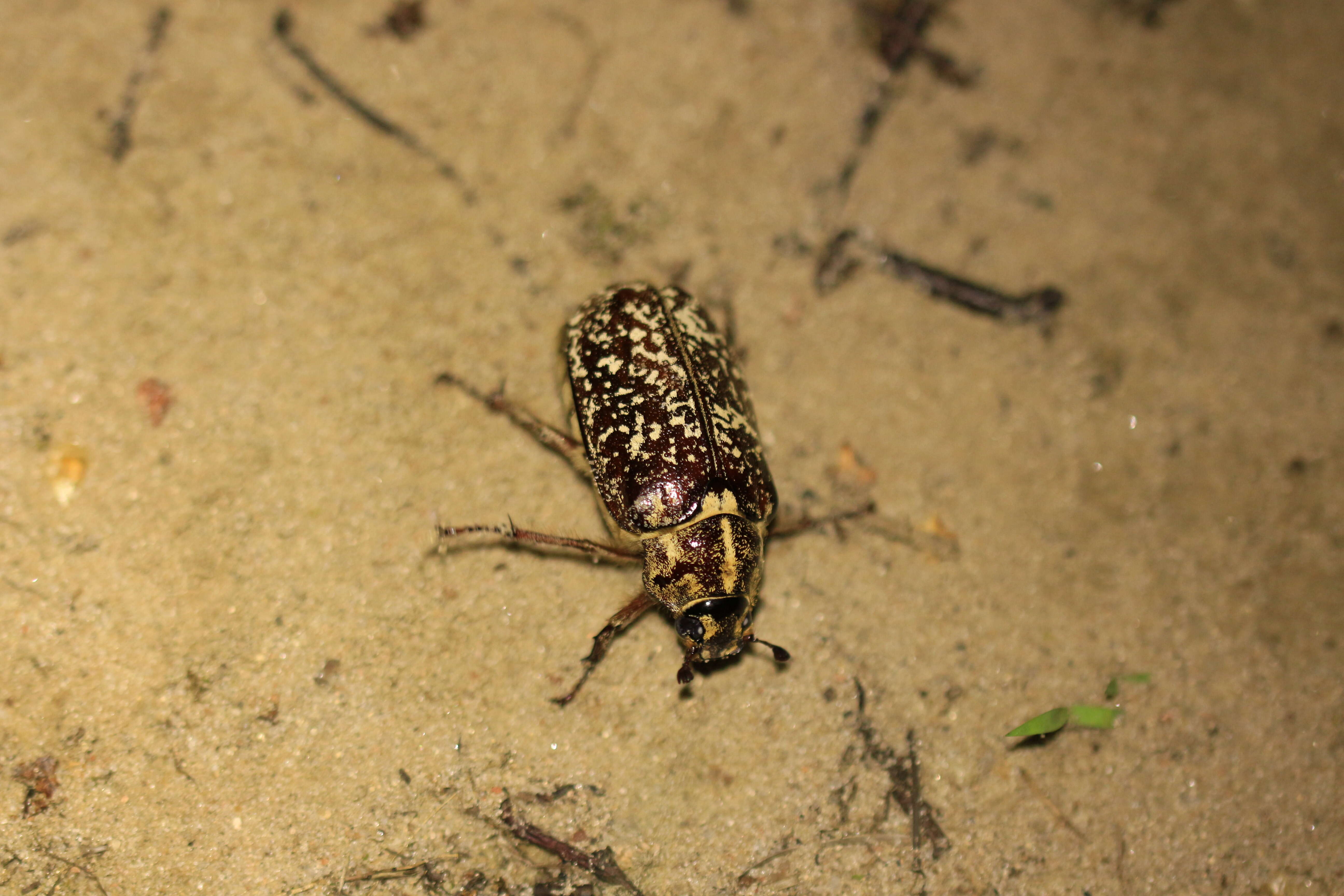 Image of Polyphylla fullo (Linnaeus 1758)