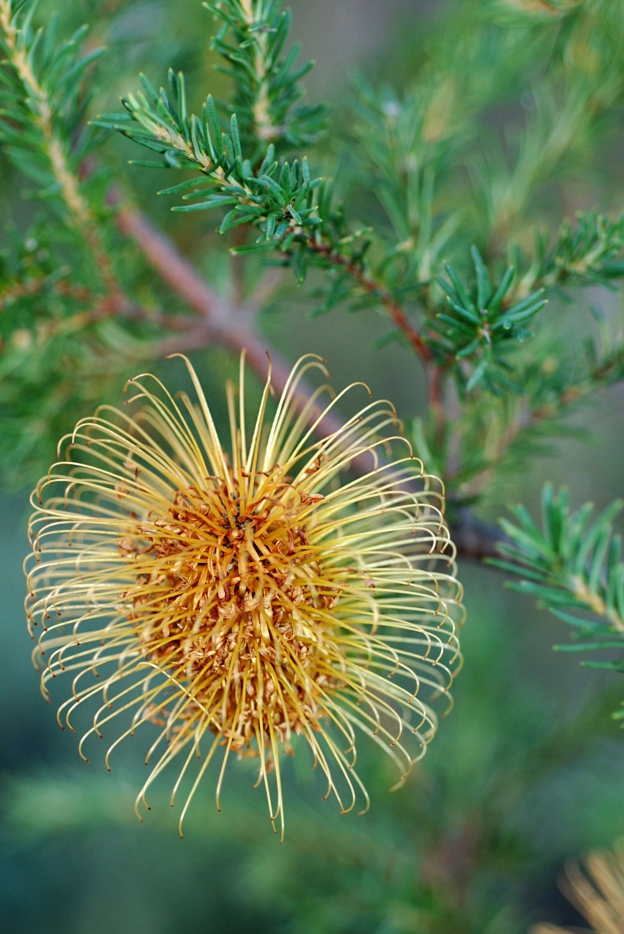 Imagem de Banksia laricina C. A. Gardner