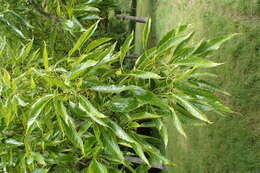 صورة Quercus chenii Nakai