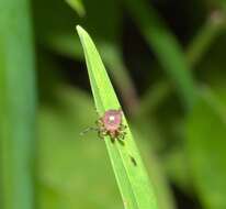 Image of Lone Star Tick