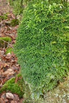 Image of Wall Scalewort