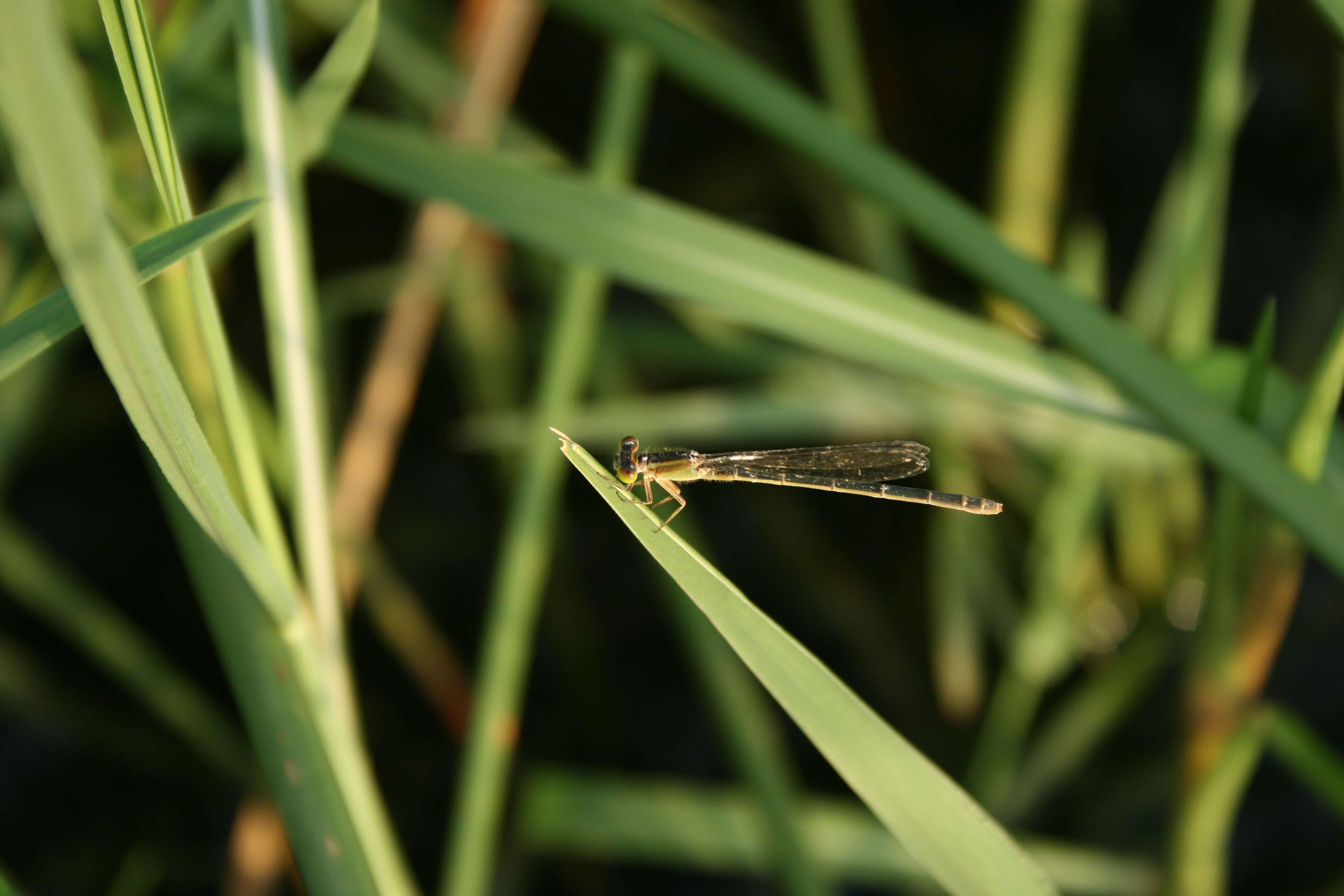 Imagem de Agriocnemis pygmaea (Rambur 1842)