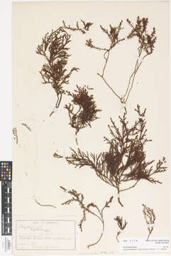 Image of Lepidothamnus laxifolius (Hook. fil.) Quinn