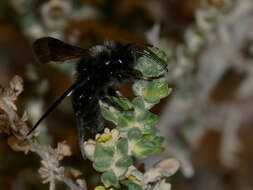 Image of Thymelaea hirsuta (L.) Endl.