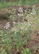 Image of Red hemp nettle