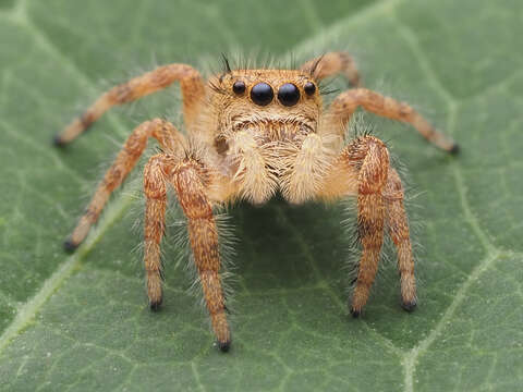 Image of Phidippus princeps (Peckham & Peckham 1883)