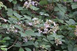 Image of Himalayan berry