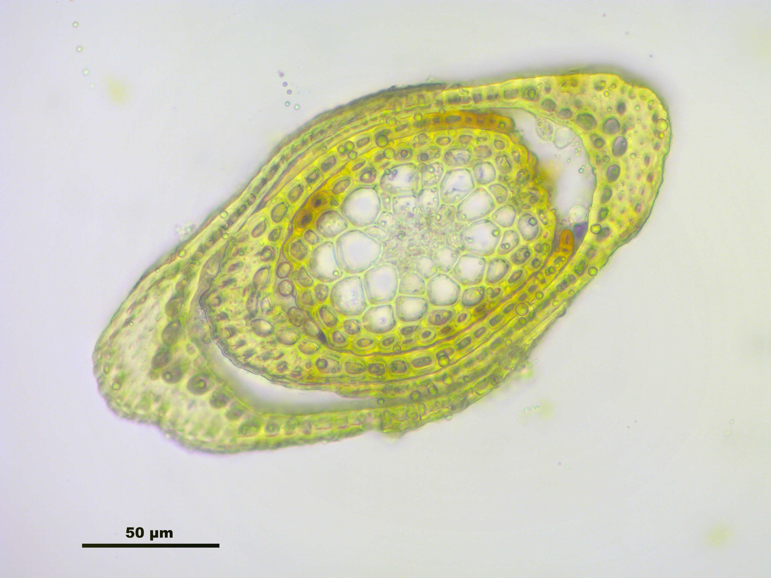 Image of distichium moss