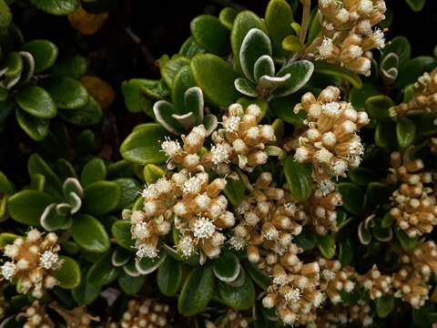 Image of Brachyglottis bidwillii (Hook. fil.) B. Nord.