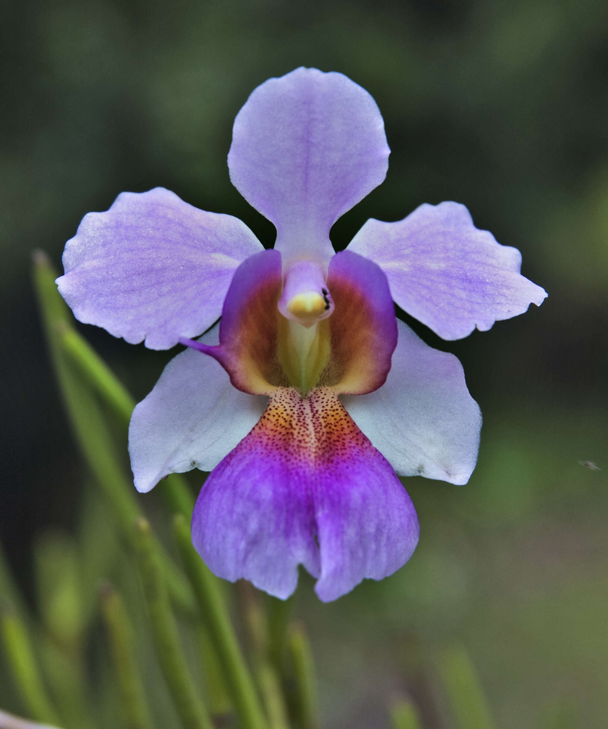 Vanda teres × Vanda hookeriana的圖片