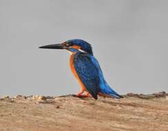 Image of Common Kingfisher