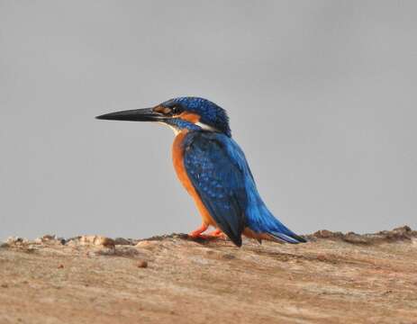 Image of Common Kingfisher