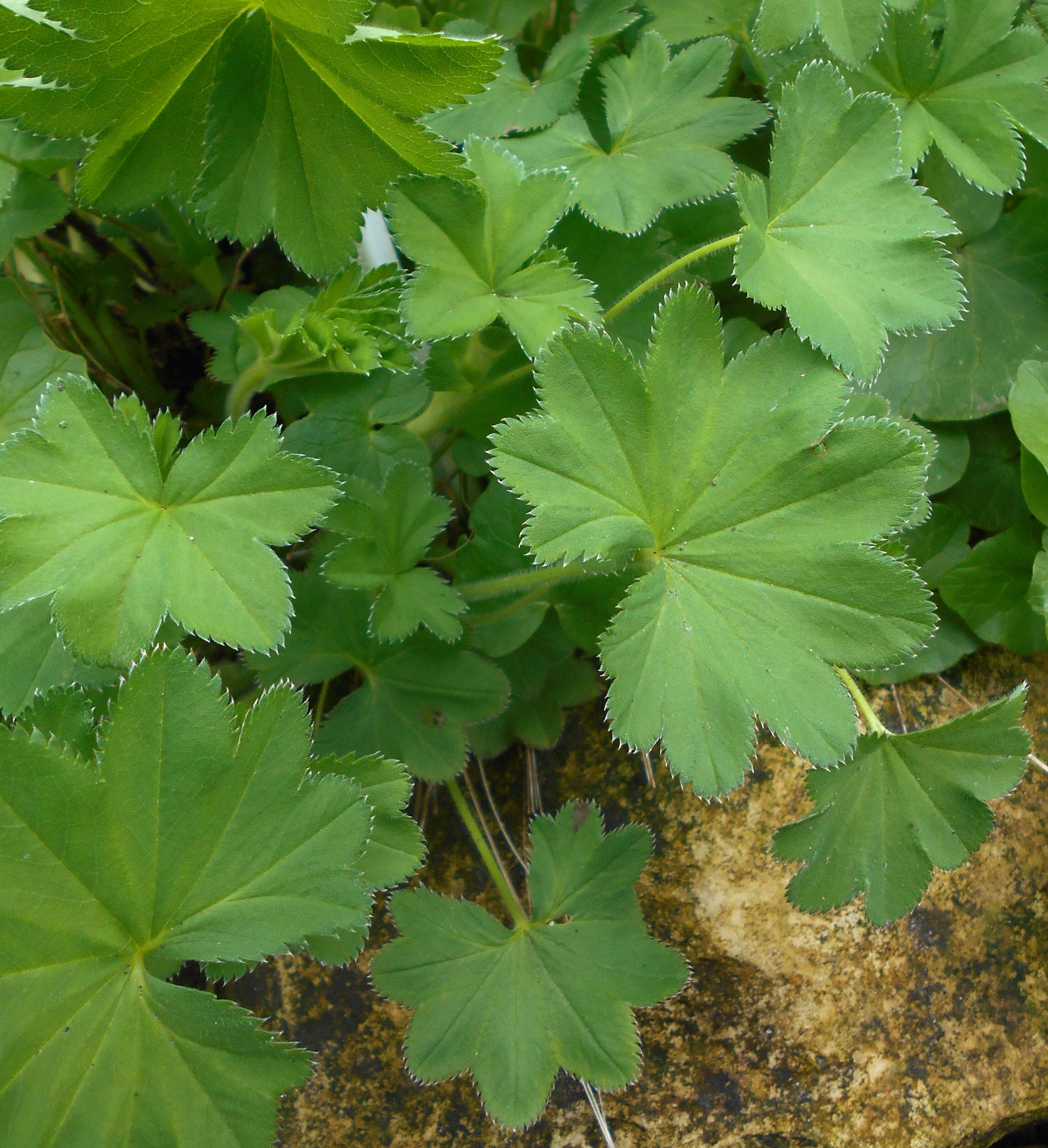 Image of hairy lady's mantle