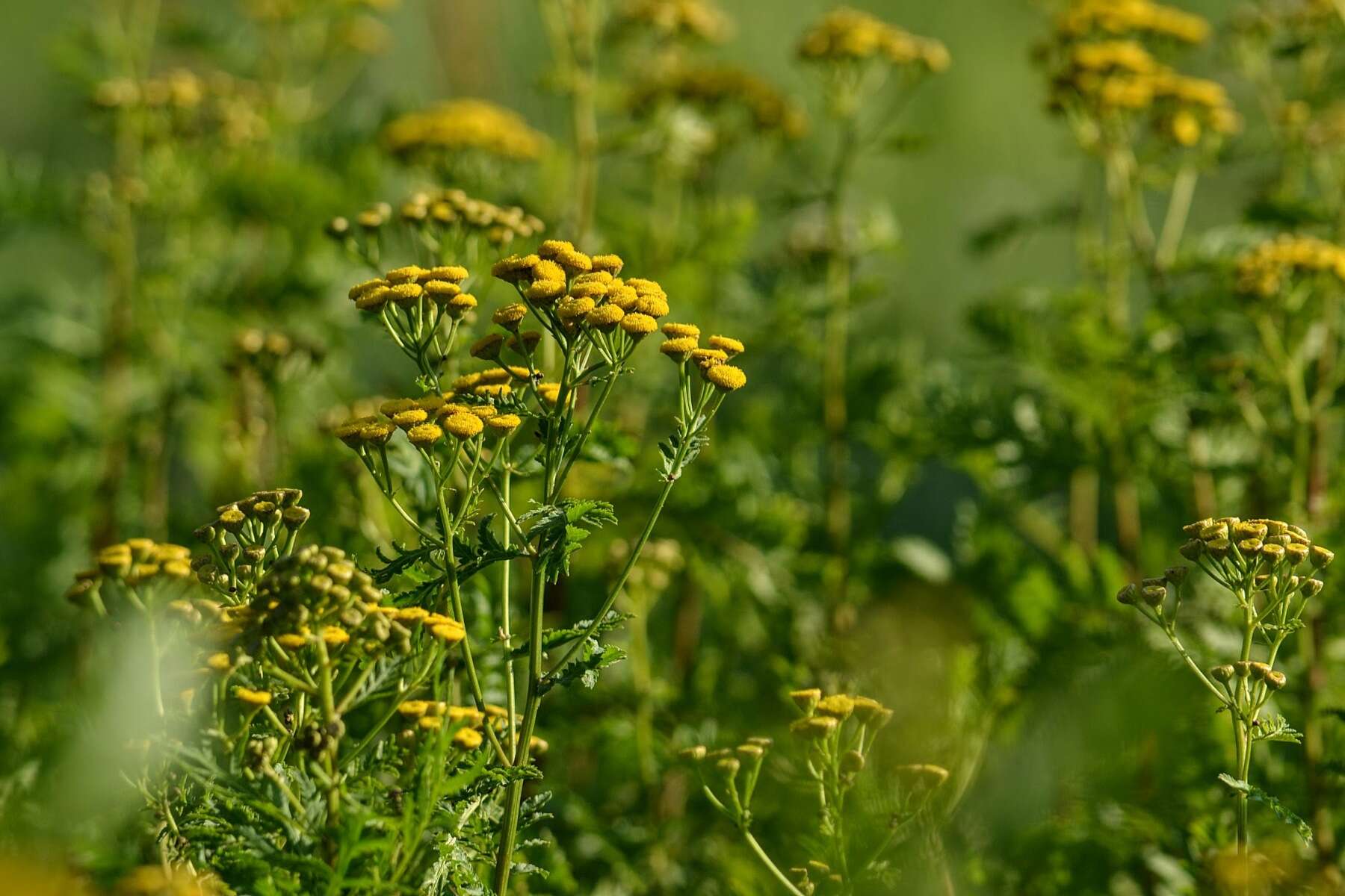 Image of common tansy