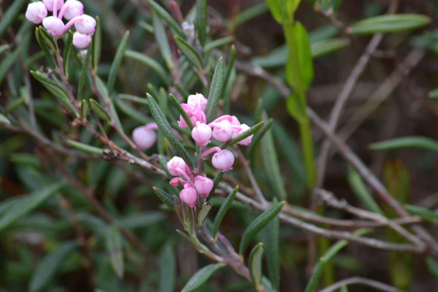 Image of bog rosemary