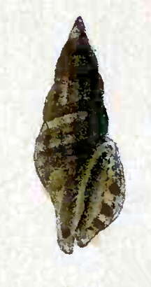 Image de Eucithara planilabrum (Reeve 1843)