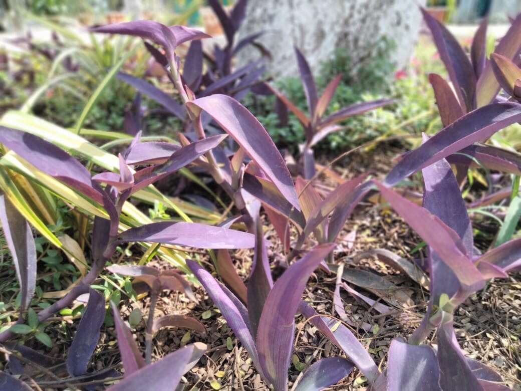 Image of purple heart