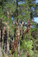 Image of Tetraria cuspidata (Rottb.) C. B. Clarke