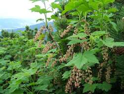 Image of Rock Red Currant