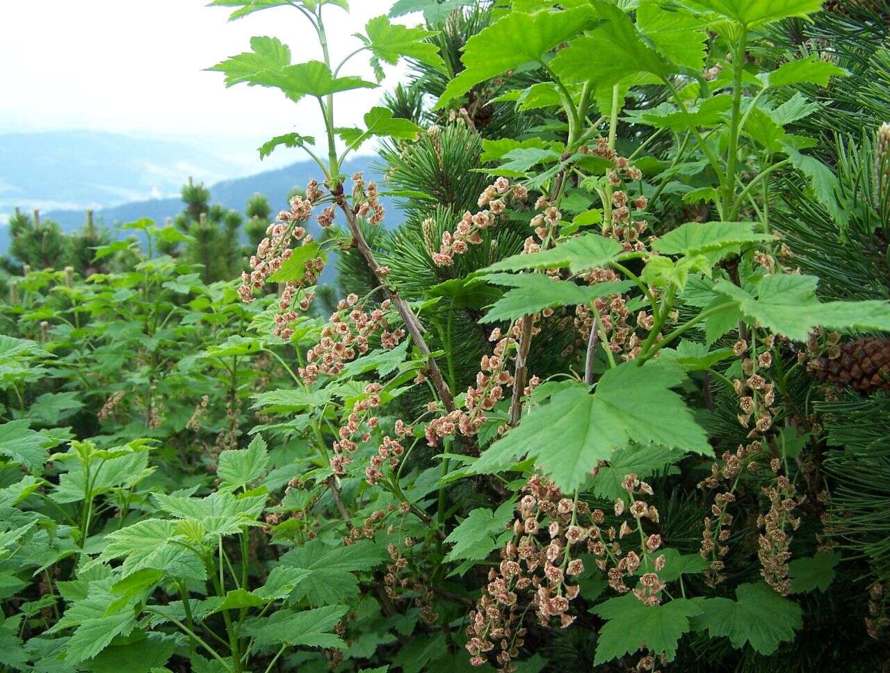 Image of Rock Red Currant