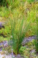 Image of Juncus australis J. D. Hook.