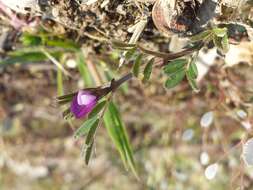 Imagem de Vicia lathyroides L.