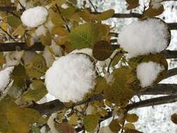 Image of American smoketree