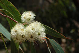 Слика од Eucalyptus planchoniana F. Müll.