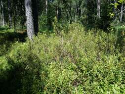 Imagem de Rhododendron tomentosum (Stokes) Harmaja