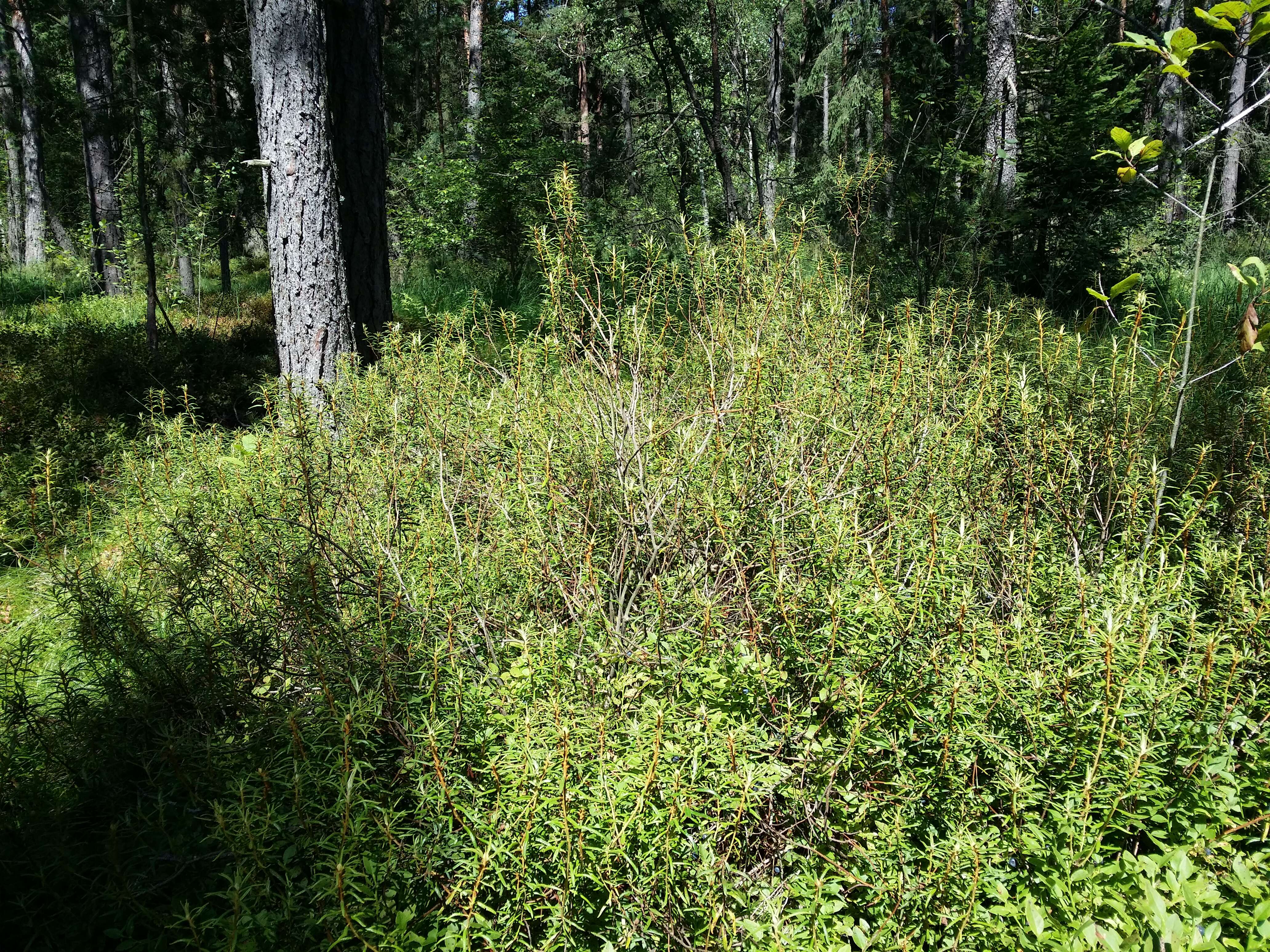 Imagem de Rhododendron tomentosum (Stokes) Harmaja