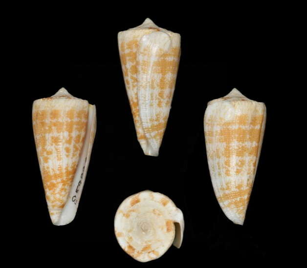 Image of Conus harlandi Petuch 1987