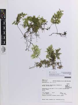 Image of Hymenophyllum demissum (G. Forst.) Sw.