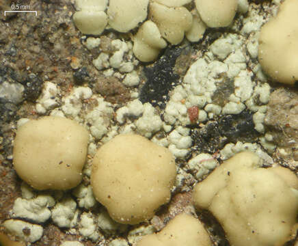 Image of Lecanora polytropa