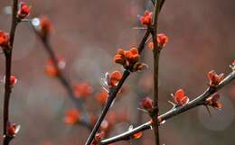 Image of Japanese barberry