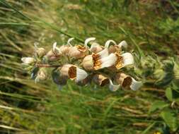 Image of Grecian foxglove