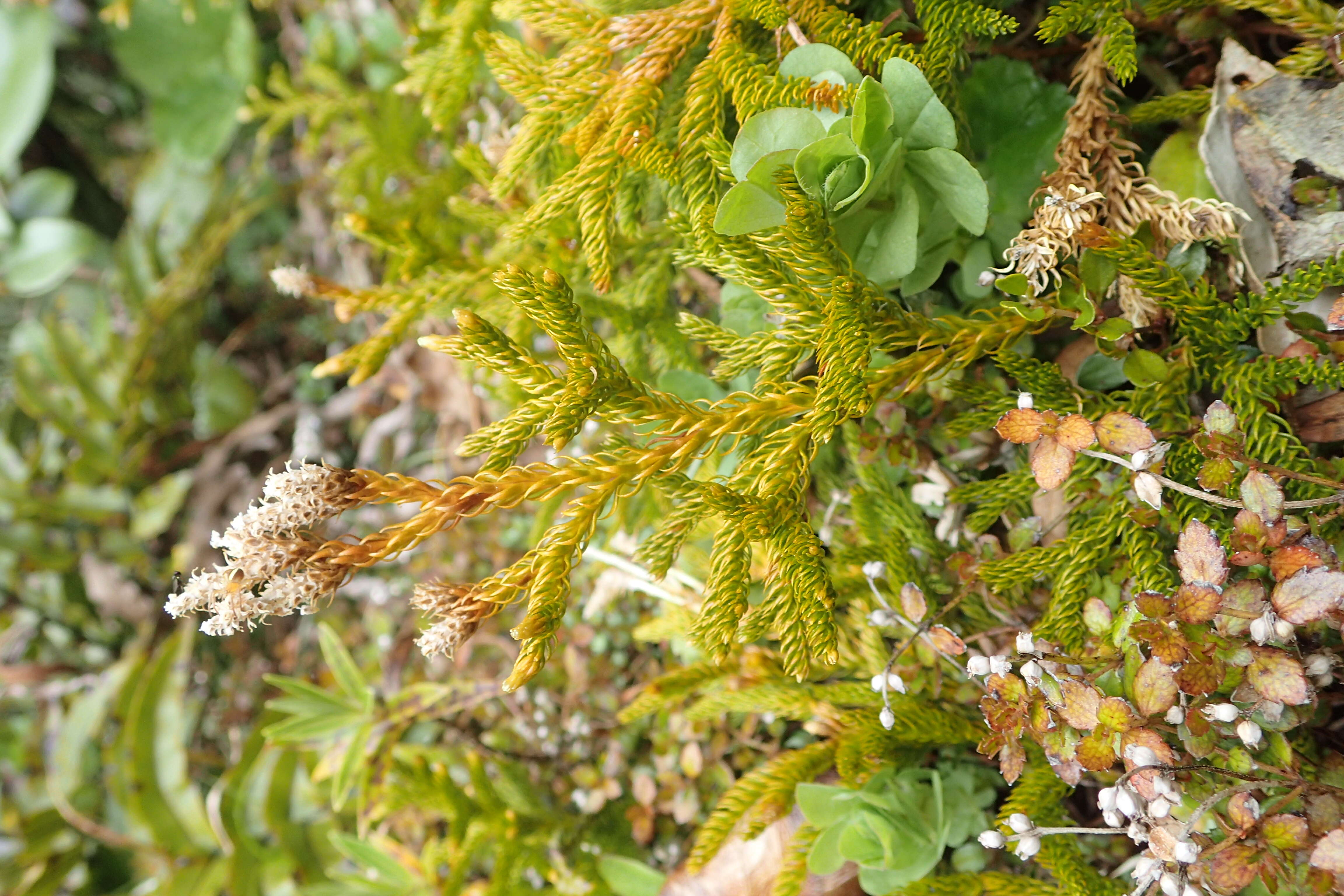 Image of Austrolycopodium fastigiatum (R. Br.) Holub