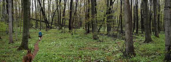 Imagem de Trillium grandiflorum (Michx.) Salisb.