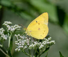 Image of Orange Sulphur