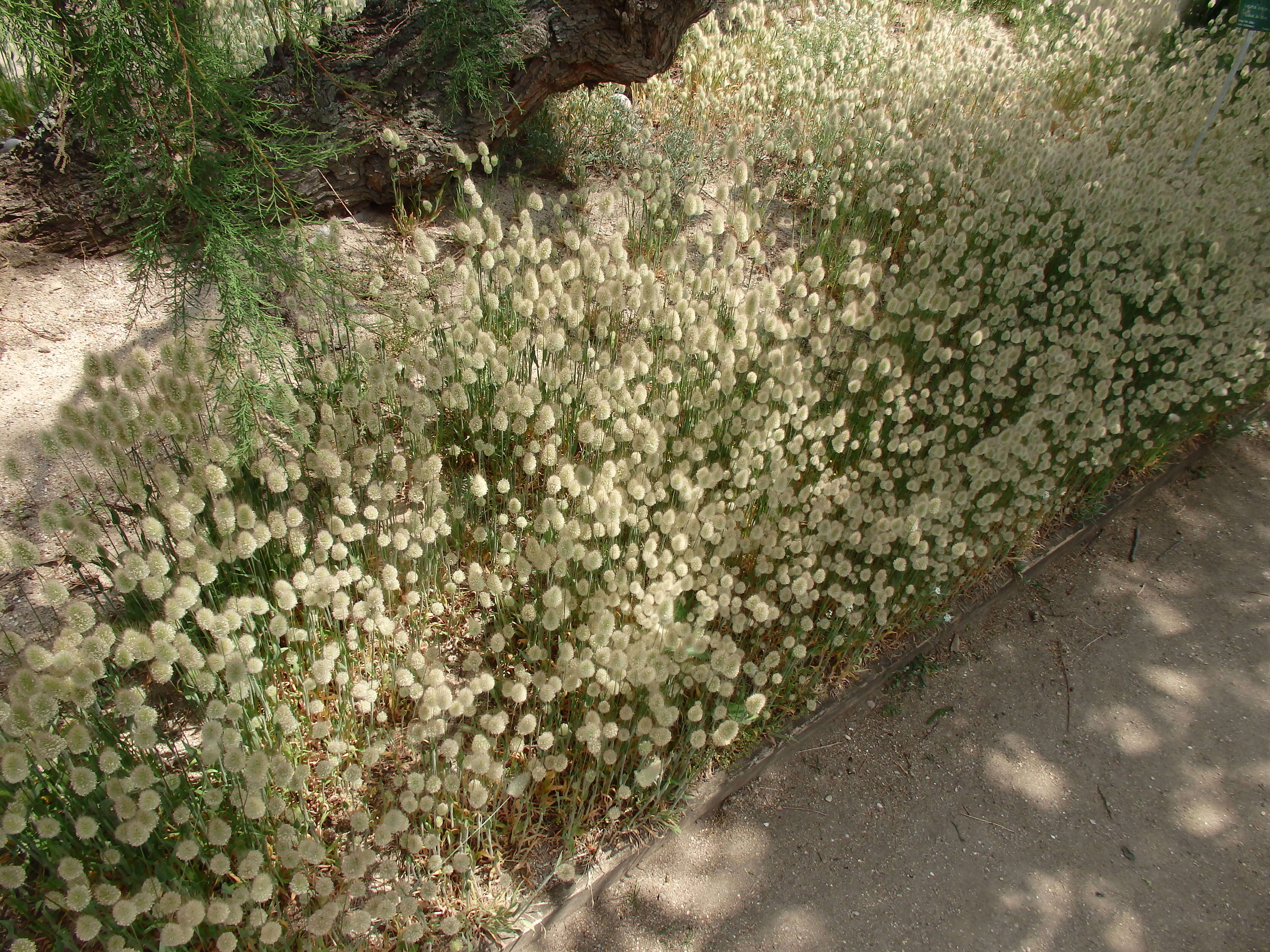 Image of harestail grass