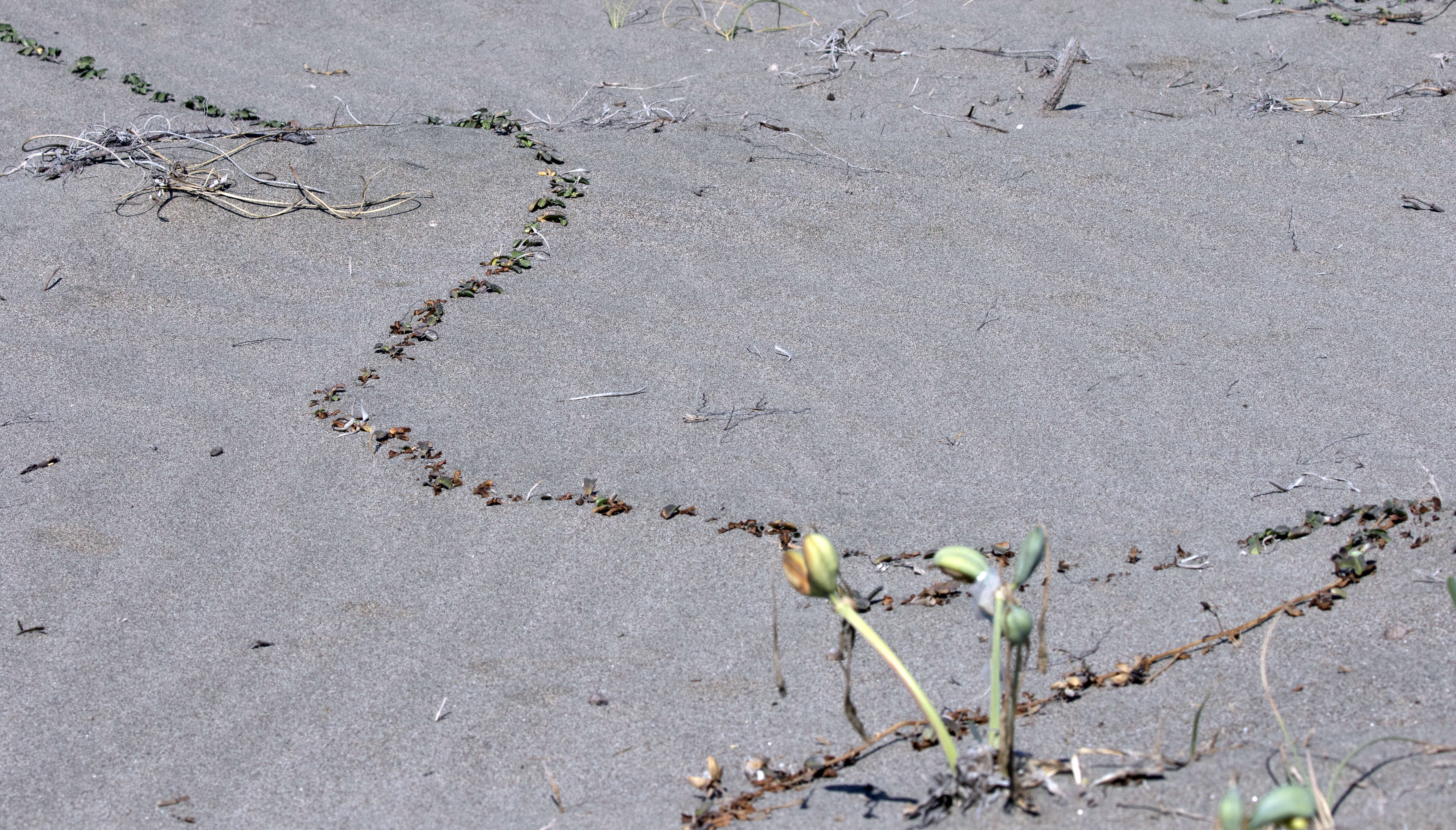 Image of beach morning-glory