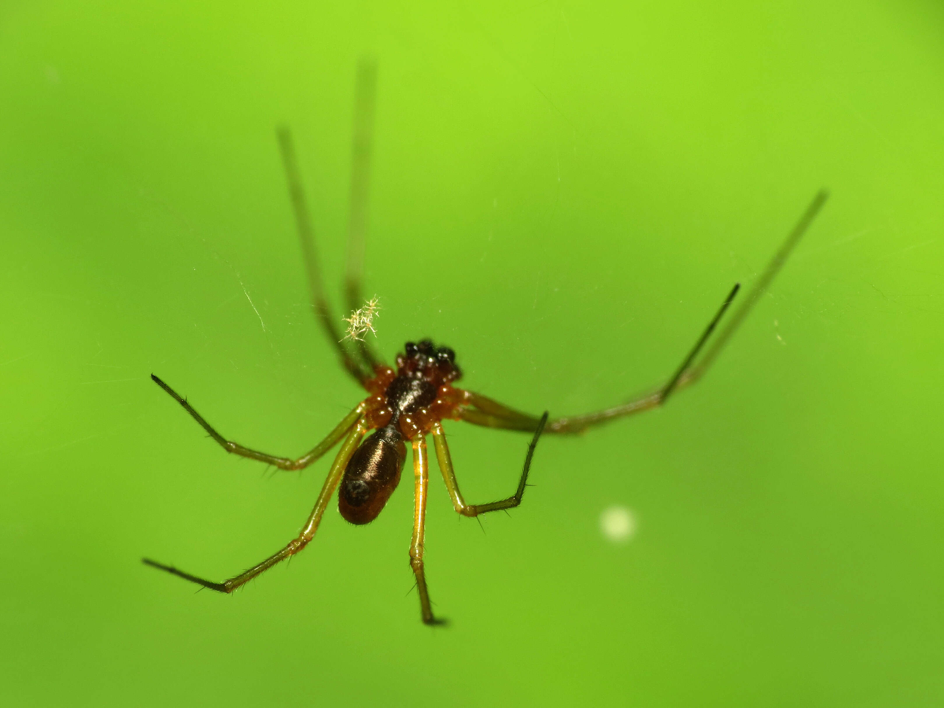 Image of Basilica Orbweaver