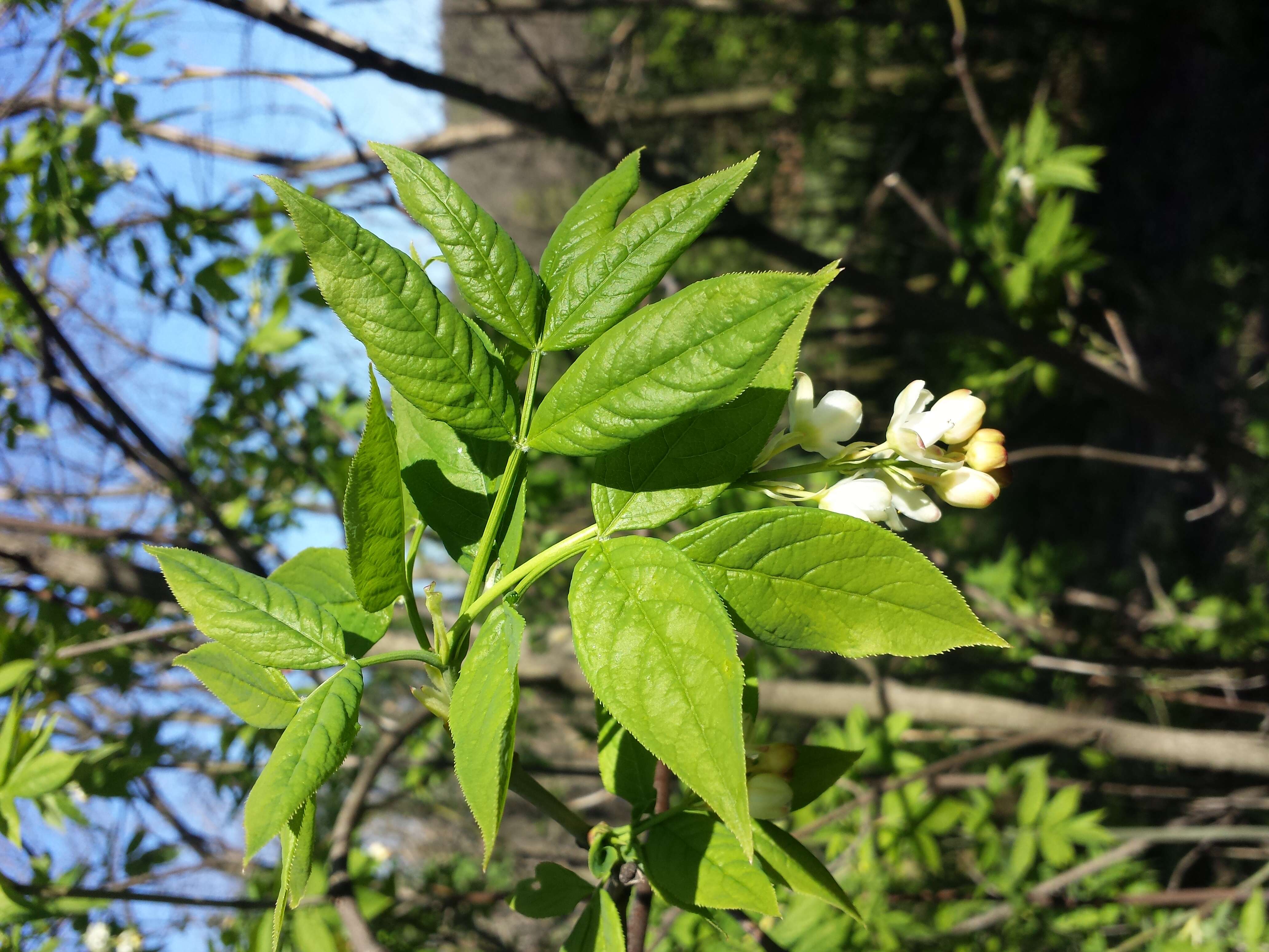 Imagem de Staphylea pinnata L.