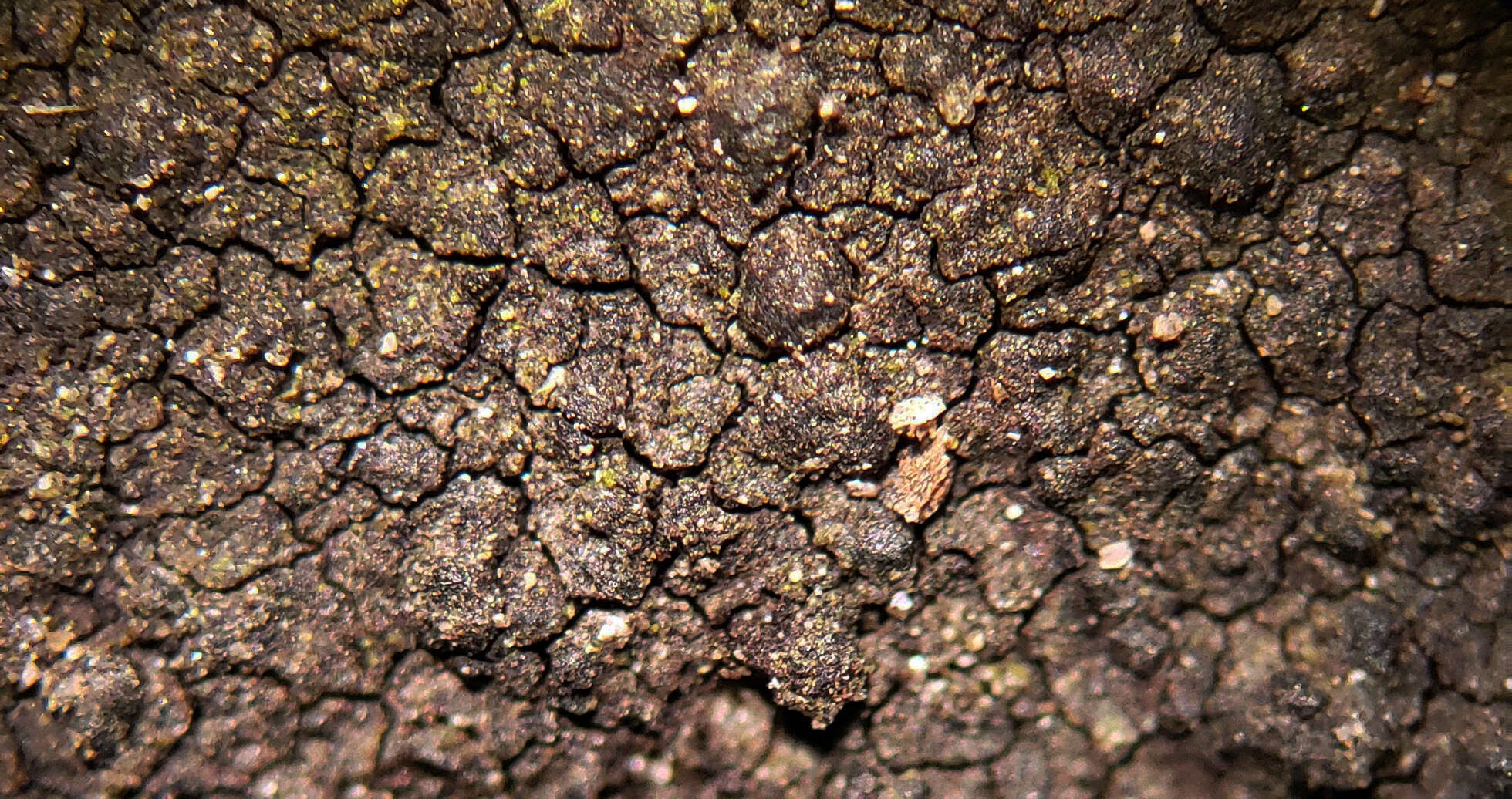 Image of wart lichen