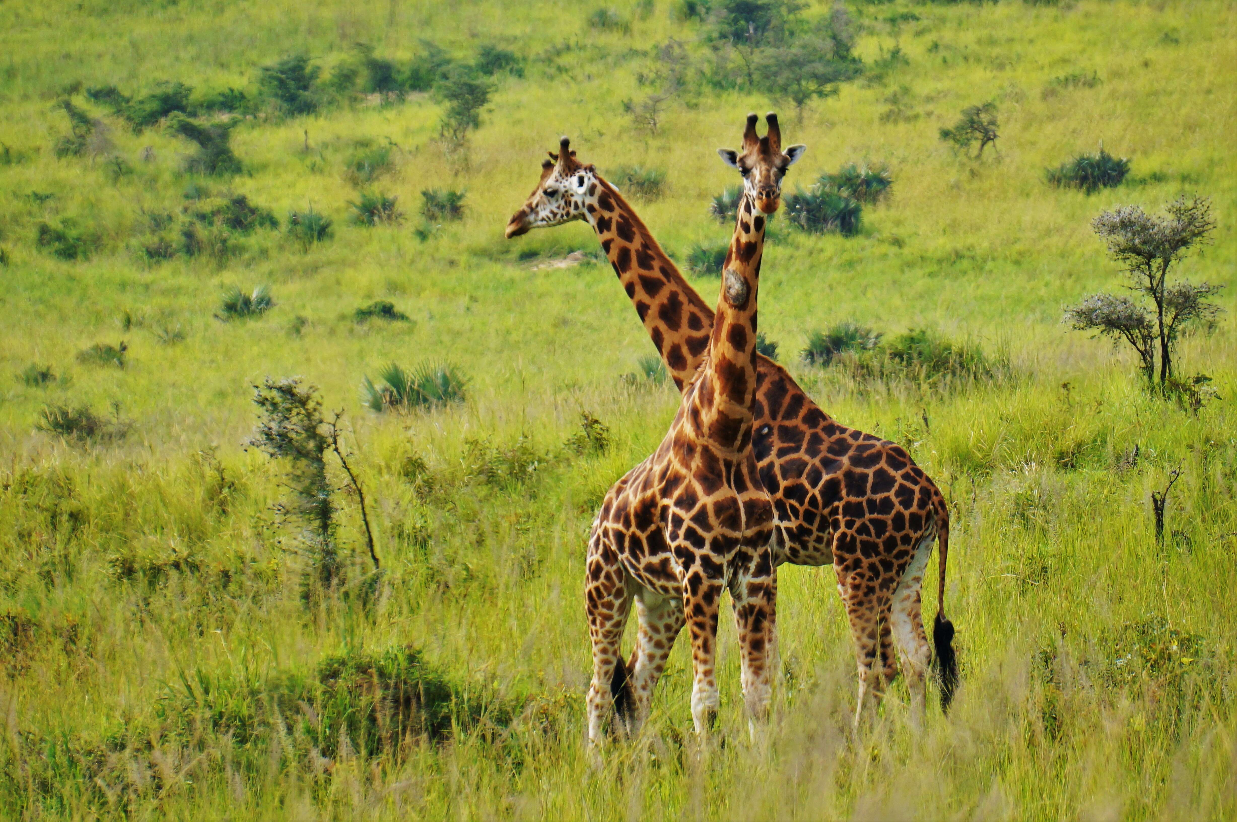 Image of Giraffe