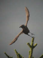 Image of Chestnut-bellied Rock Thrush