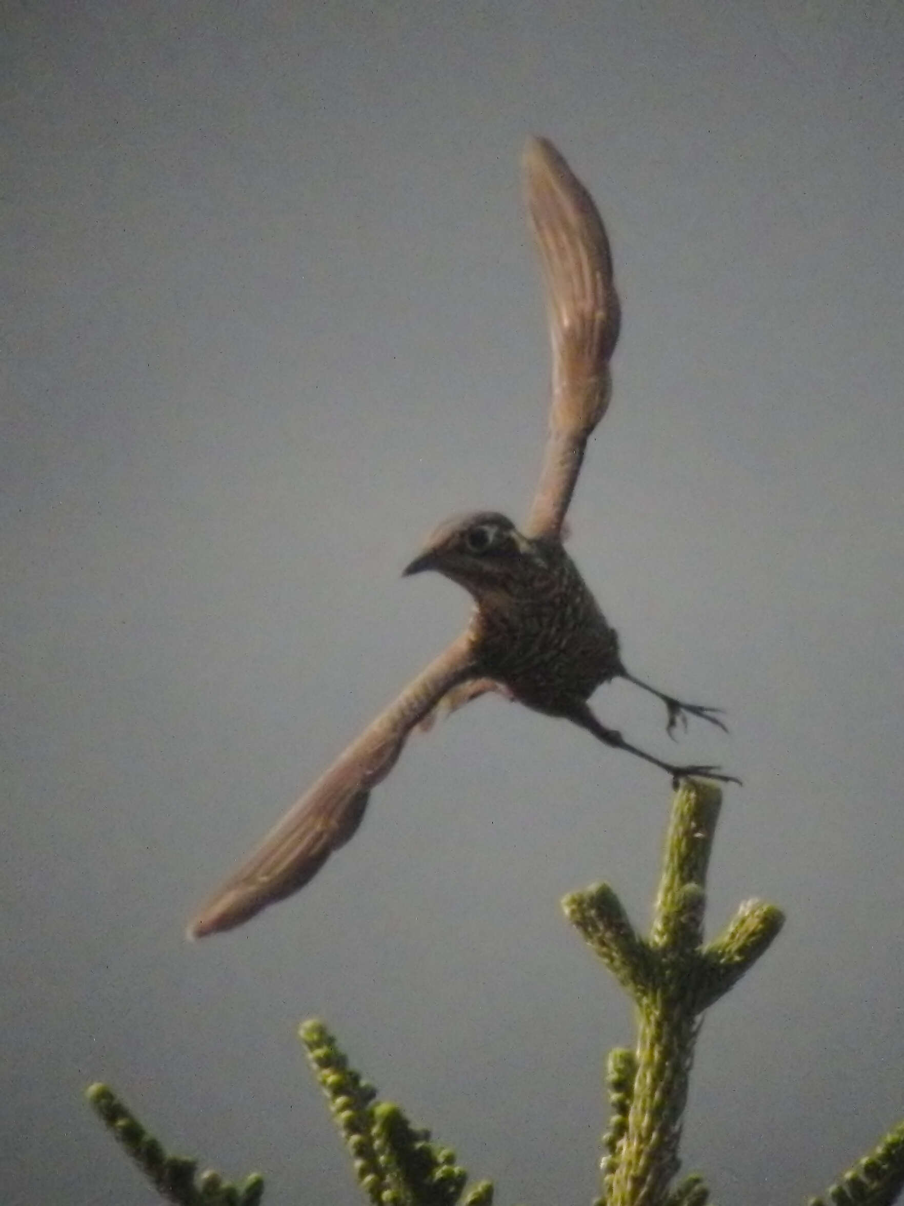 Image of Chestnut-bellied Rock Thrush