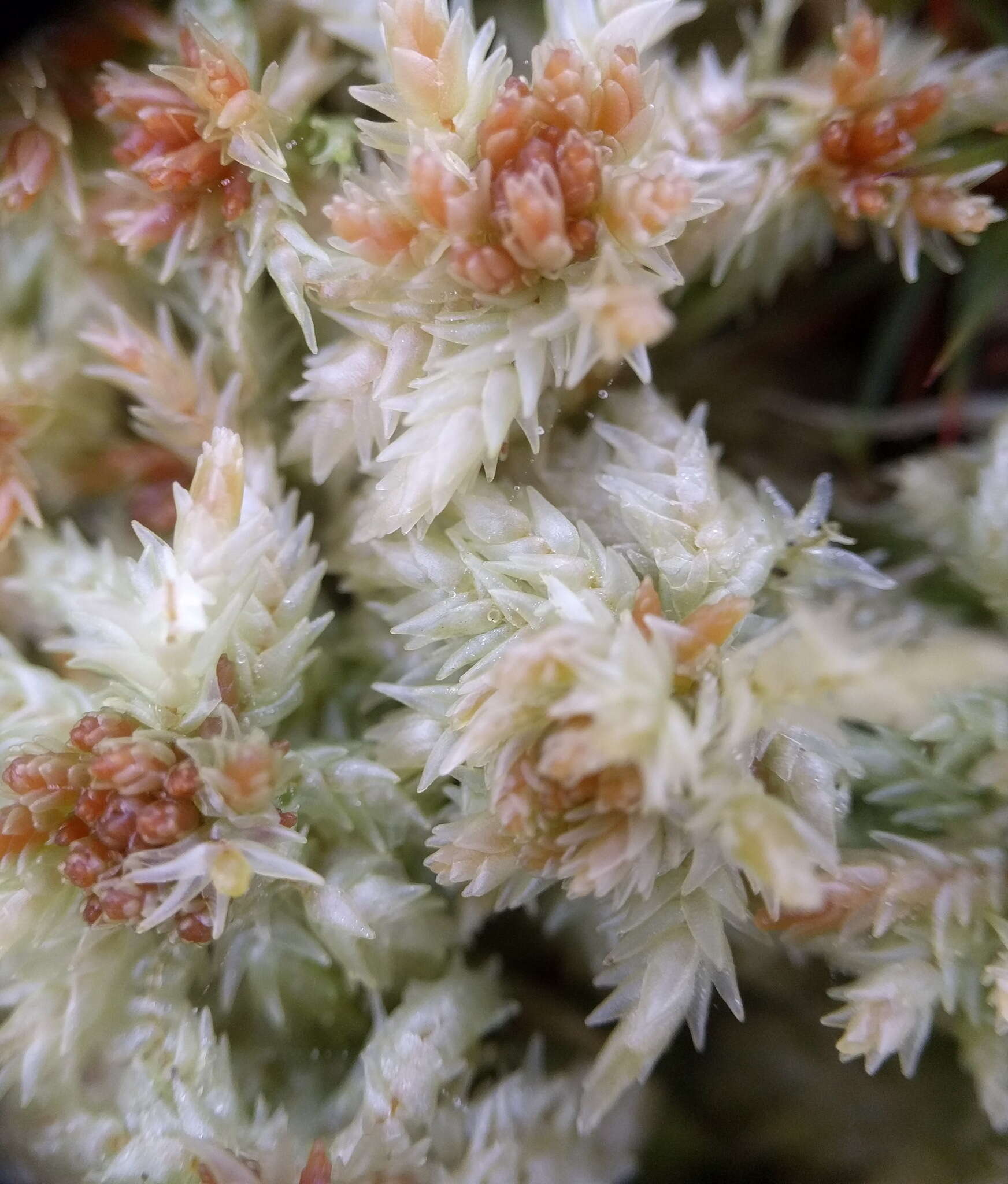 Image of Prairie sphagnum moss